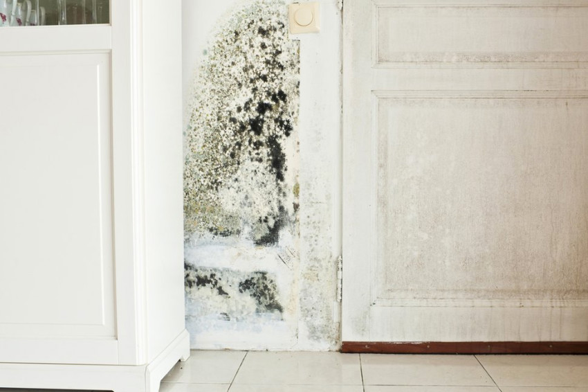 Don’t let mold spread into your entire home. Source: US News Loans
